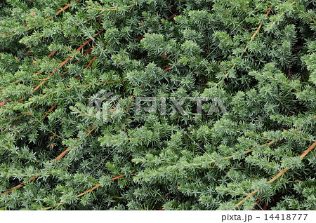 ブルーパシフィック 14418777