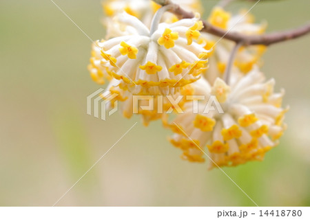 ミツマタの花 ミツマタの花 14418780
