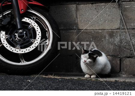 猫 14419121