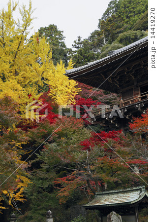 11月秋 紅葉の書写山圓教寺の写真素材