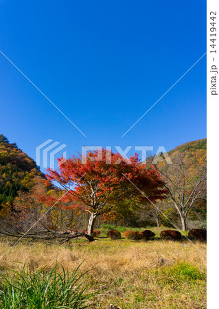 日光市五十里湖周辺の紅葉 14419442