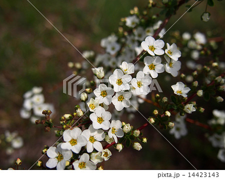 白い小さな花の集合体 ユキヤナギ の写真素材