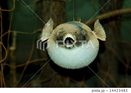 fugu fish, puffer fish, globefish, fugu fish, puffer fish, globefish, 14423483