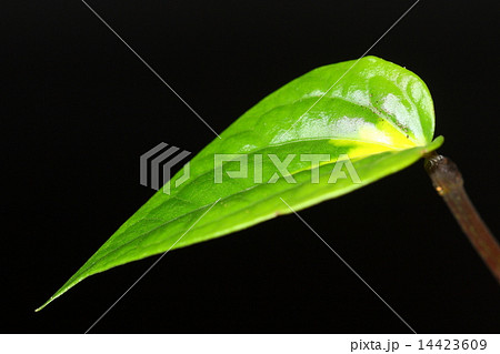 betel leaf betel leaf 14423609