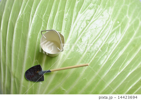 新鮮なキャベツにミニチュアのバケツとスコップを置く 新鮮なキャベツにミニチュアのバケツとスコップを置く 14423694