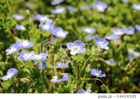 オオイヌノフグリ 春の草花 オオイヌノフグリ 春の草花 14424585