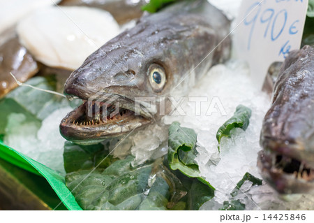 Three frozen fish for sale at a market, La Boqueria Market, Barcelona, Catalonia, Spain 14425846