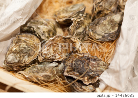 Display oysters for sale at a market stall, La Boqueria Market, Barcelona, Catalonia, Spain 14426035