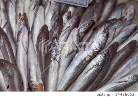 Heap of frozen horse mackerels for sale at a market stall, La Boqueria Market, Barcelona, Catalonia, Spain 14426052