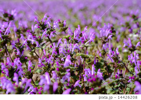 ホトケノザ 仏の座 春の草花 ホトケノザ 仏の座 春の草花 14426208
