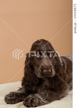 portrait of english cocker spaniel portrait of english cocker spaniel 14426675