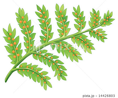 A fern plant 14426803