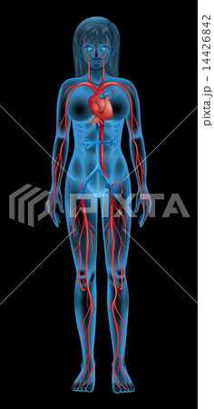 Human circulatory system 14426842