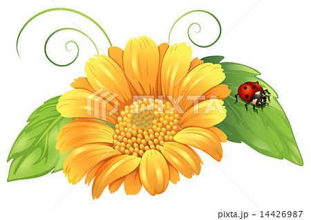 A yellow flower with leaves and a bug 14426987