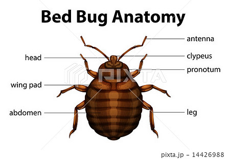 Bed Bug Anatomy 14426988