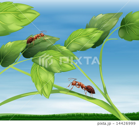 Ants Ants 14426999