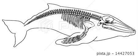 Skeleton Of A Whaleのイラスト素材