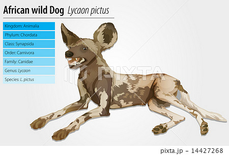 African wild dog 14427268