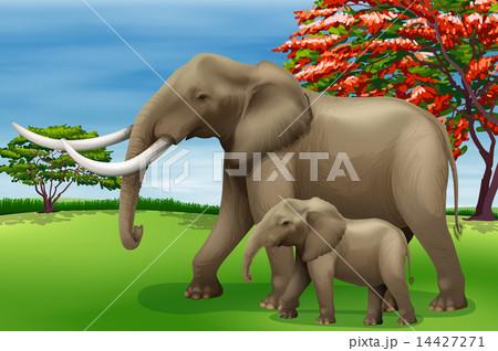 Elephant 14427271