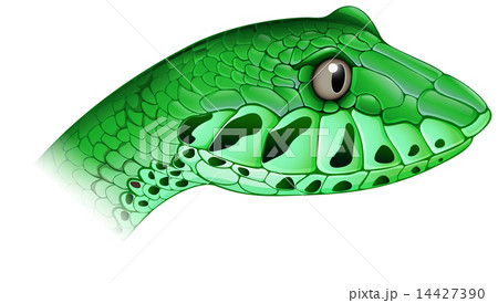 A scary snake 14427390