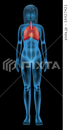Human respiratory system Human respiratory system 14427421