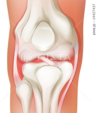 Knee joint of human 14427437