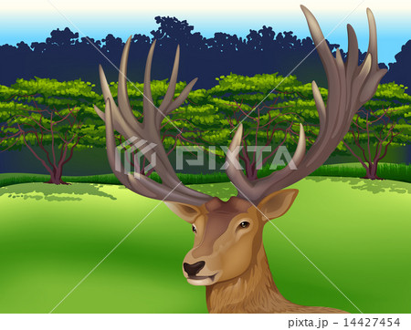 Deer Deer 14427454