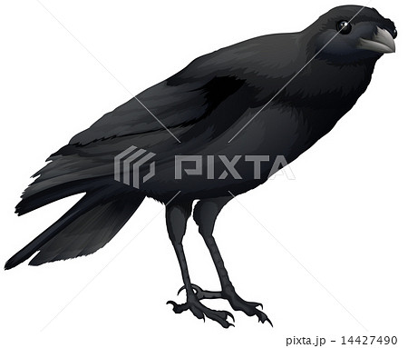 A crow 14427490