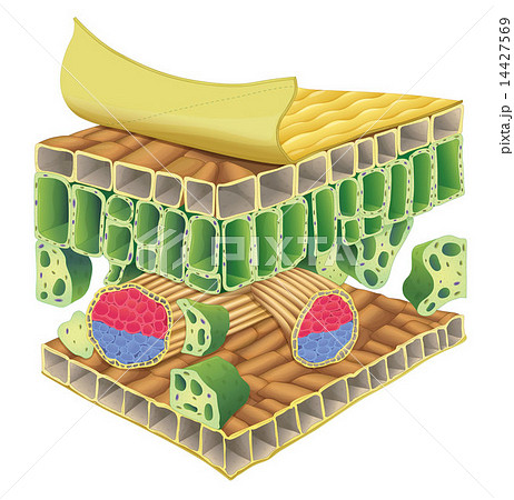 plant vascular tissue 14427569
