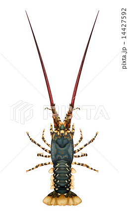Spiny rock lobster - Panulirus 14427592