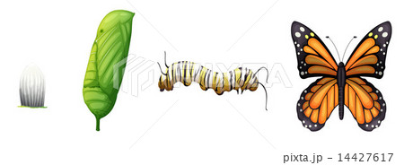 Life cycle of a monarch butterfly 14427617