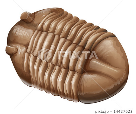 Trilobite Fossilのイラスト素材