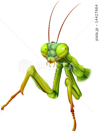 A Praying Mantisのイラスト素材