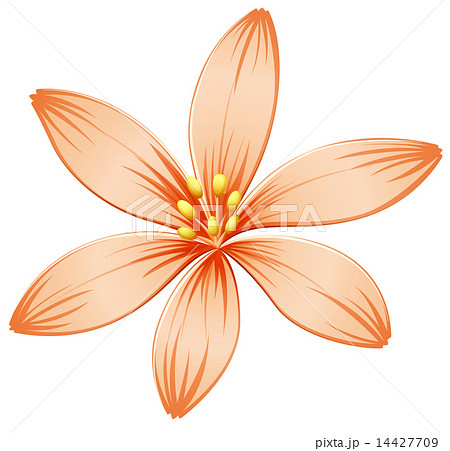 A fresh five-petal orange flower A fresh five-petal orange flower 14427709