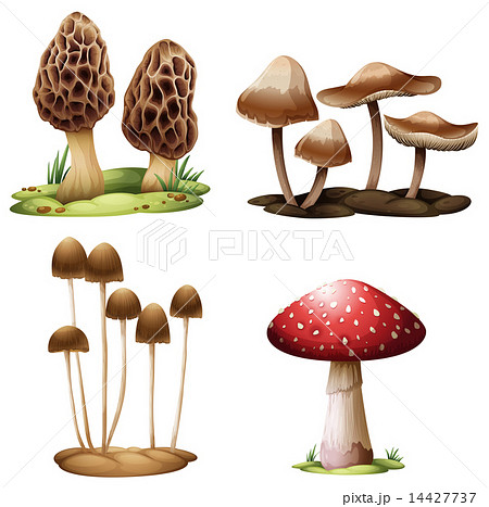 Mushrooms 14427737