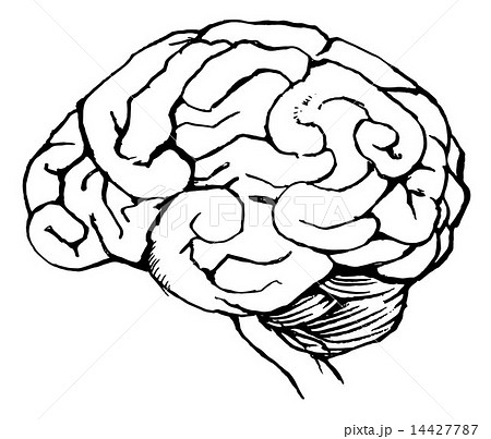 Human Brainのイラスト素材