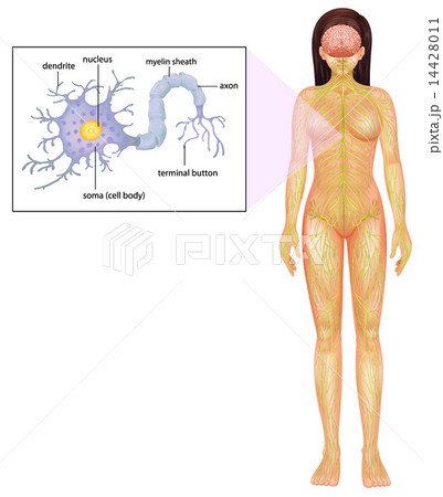 Female Neuron Female Neuron 14428011