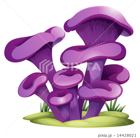 Purple fungi 14428021