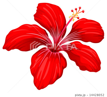 A red hibiscus plant 14428052