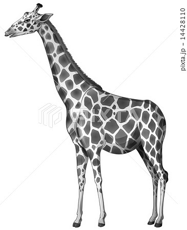 A Giraffeのイラスト素材 14428110 Pixta