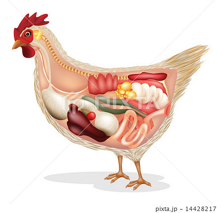 Anatomy Of Chickenのイラスト素材