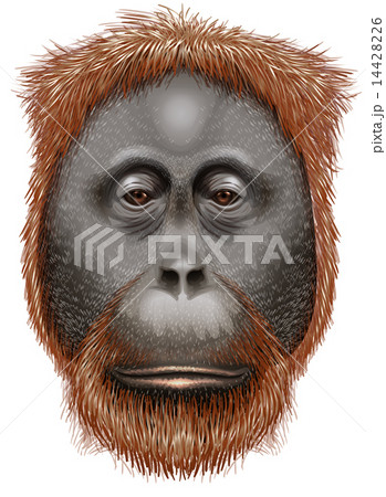 An orangutan 14428226