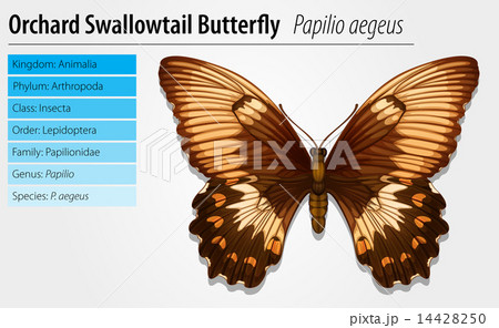 Swallowtail butterfly Swallowtail butterfly 14428250