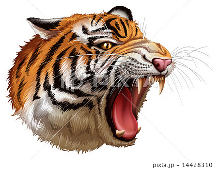 A Head Of A Roaring Tigerのイラスト素材