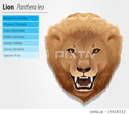 Lion illustration 14428332