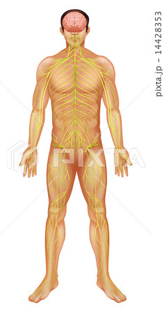 Human nervous system Human nervous system 14428353