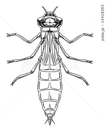 A dragonfly nymph 14428365