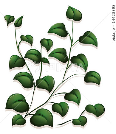 Leaves 14428398