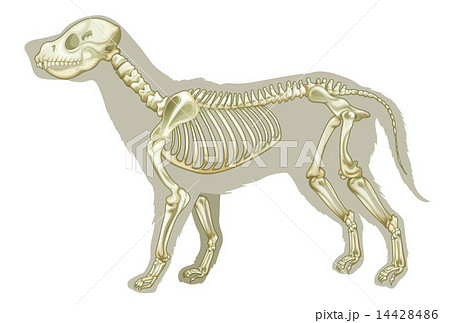 Canis Lupus Familiaris Skeletonのイラスト素材