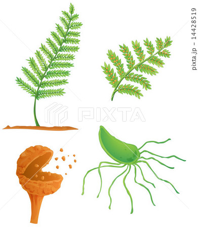 fern life cycle fern life cycle 14428519